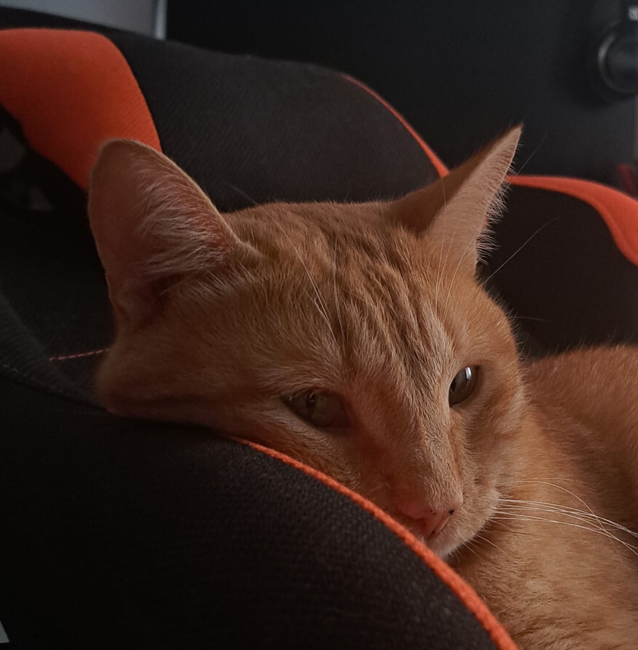 WhiteTigerSky